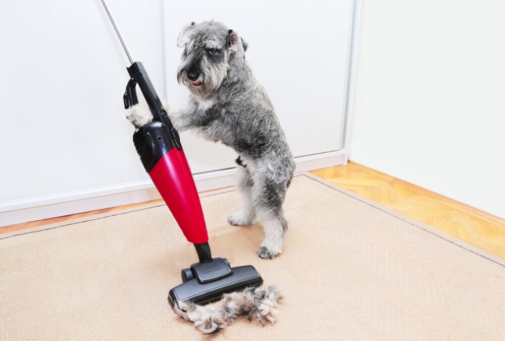 House Cleaning Tips to Remove Excess Pet Hair