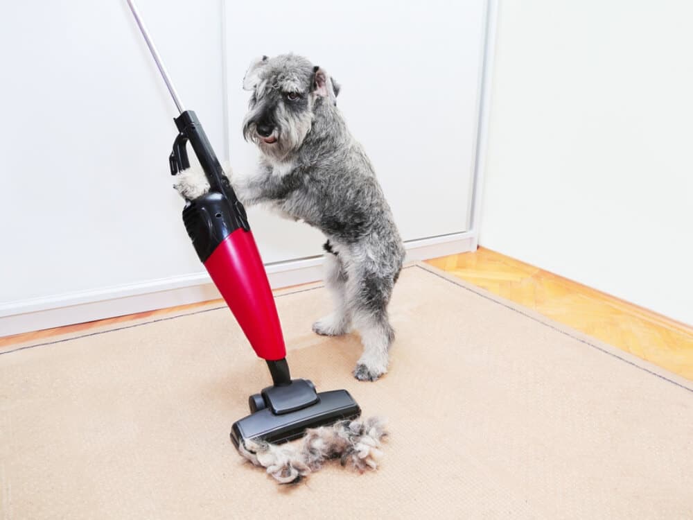 Pet Hair Cleaning Clean and Simple Cleaning